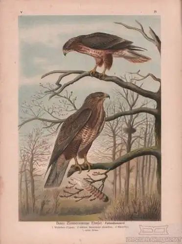 Falkenbussard, Lithografie, Naumann. Kunstgrafik, 1901, Verlag Fr. Eugen Köhler