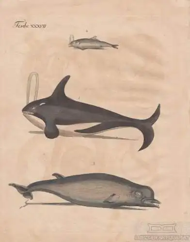 Fische. Tafel XXXVII. Wale, Kupferstich, Bertuch. Kunstgrafik, 1805