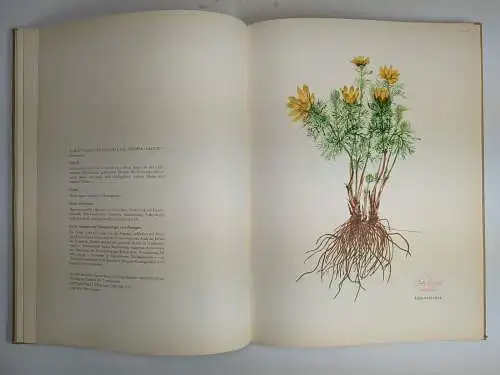 Buch: Die phytotherapeutische Welt, Heinrich Schröder, 1962, Nattermann