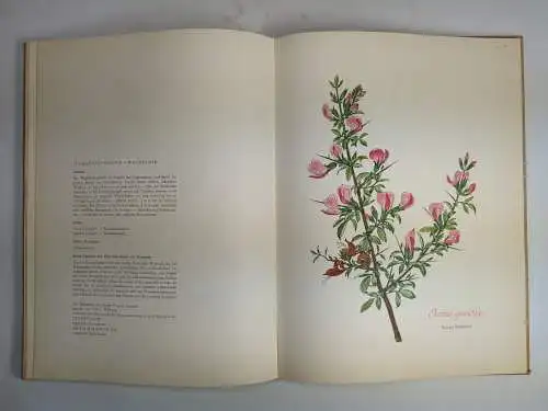 Buch: Die phytotherapeutische Welt, Heinrich Schröder, 1962, Nattermann