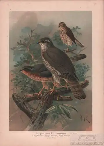 Finkenhabicht, Lithografie, Naumann. Kunstgrafik, 1901, Verlag Fr. Eugen  263723