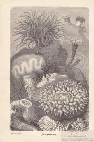 Seeanemonen. aus Brehms Thierleben, Holzstich. Kunstgrafik, 1878, gebraucht, gut