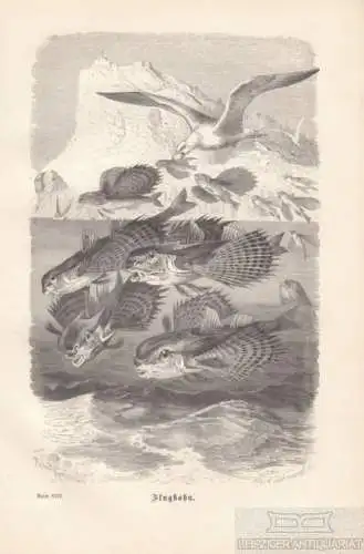 Flughahn. aus Brehms Thierleben, Holzstich. Kunstgrafik, 1879, gebraucht, gut