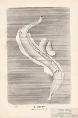 Pterotrachea. aus Brehms Thierleben, Holzstich. Kunstgrafik, 1878