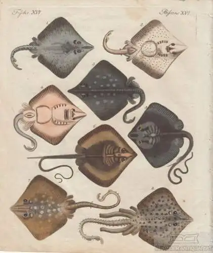 Fische. Tafel XVI. Rochen, Kupferstich, Bertuch. Kunstgrafik, 1805