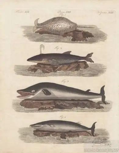 Fische. Tafel XXII. Wale, Kupferstich, Bertuch. Kunstgrafik, 1805