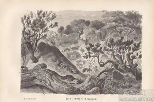 Termitenhügel in Sennar. aus Brehms Thierleben, Holzstich. Kunstgrafik, 1877