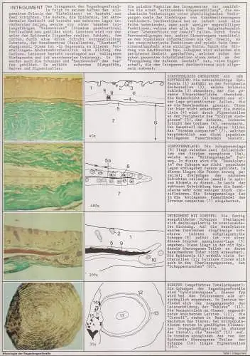 Mappe: Farbatlas der Histologie der Regenbogenforelle, Blüm, Springer Verlag