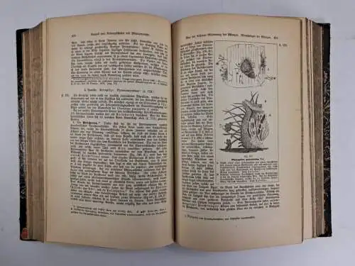 Buch: Synopsis der Pflanzenkunde 1-3, Johannes Leunis, 3 Bände, Hahn, 1883-86