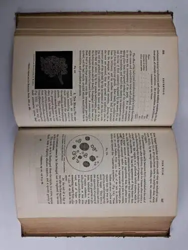Buch: A treatise on human physiology, John C. Dalton, 1871, Henry C. Lea