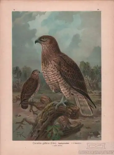 Buch: Natteradler, Lithografie, Naumann. Kunstgrafik, 1901, Chromolithographie