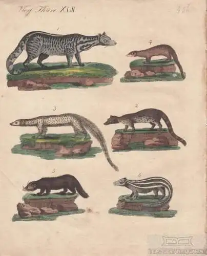 Vierf. Thiere. Tafel XLII. Stinktiere, Kupferstich, Bertuch. Kunstgrafik, 1805