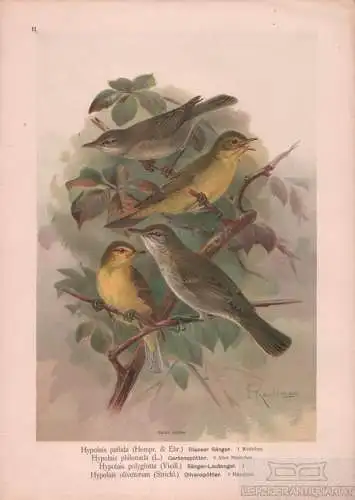 Blasser Sänger. Gartenspötter. Sänger-Laubvogel. Olivenspötter, Lithografie