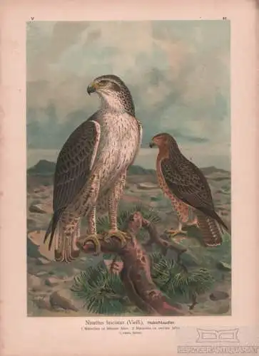 Habichtsadler, Lithografie, Naumann. Kunstgrafik, 1901, Verlag Fr. Eugen Köhler