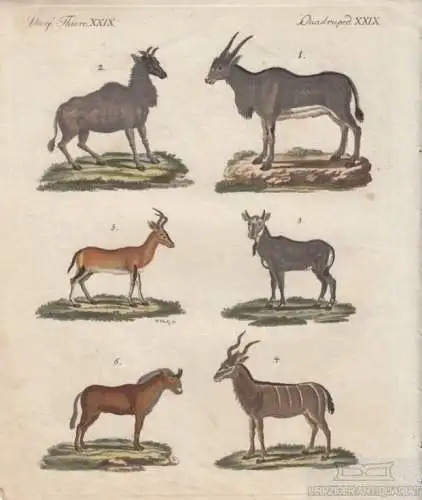 Vierf. Thiere. Tafel XXIX. Antilope. Gazelle, Kupferstich, Bertuch. Kunstgrafik