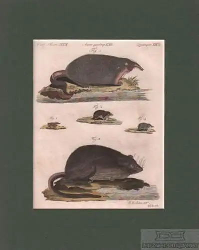 Vierf. Thiere. Tafel XXXIX. Bisamratte. Ratte, Kupferstich, Bertuch. Kunstgrafik