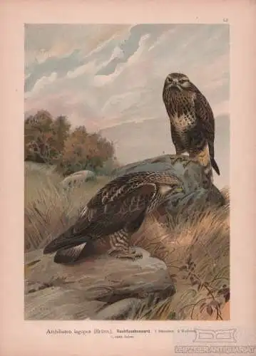 Rauhfussbussard, Lithografie, Naumann. Kunstgrafik, 1901, Chromolithographie