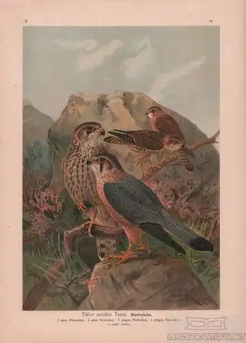 Merlinfalke, Lithografie, Naumann. Kunstgrafik, 1901, Verlag Fr. Eugen Köhler