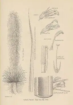 Buch: Zum Rudolph-See und Stephanie-See, Höhnel, Ludwig Ritter von. 1892