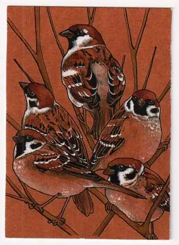 Kunstdruck: Artprint Spatzen / Sparrows, sin.xline, Illustration, Sina Simbürger