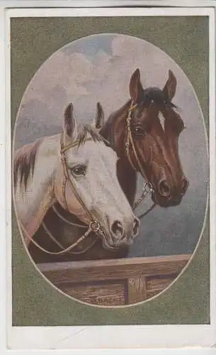 AK Rassepferde. Nr. 2 Trakehner und Oldenburger, ca. 1918, gelaufen