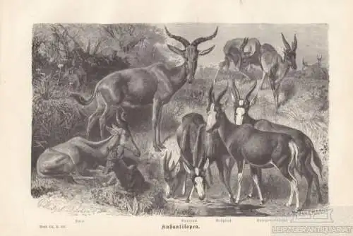 Kuhantilopen. Buntbock. Bläßbock. Senegalantilope. aus Brehms... Holzstich. 1877