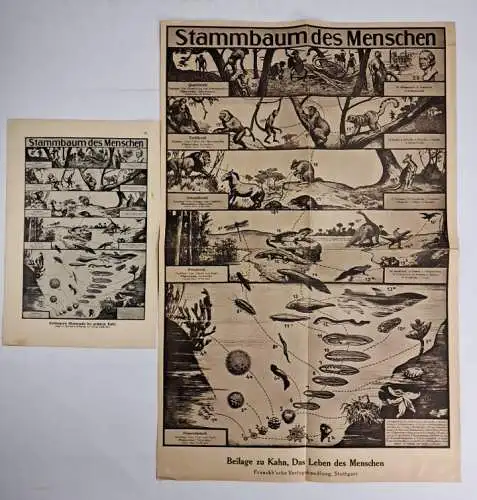 Buch: Das Leben des Menschen, Kahn, Fritz. 5 Bände, 1926 ff, Kosmos / Franckh