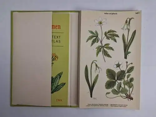 Buch: Bilder-Atlas der Frühlingsblumen, Heimische Pflanzen einfach erkennen, DVA