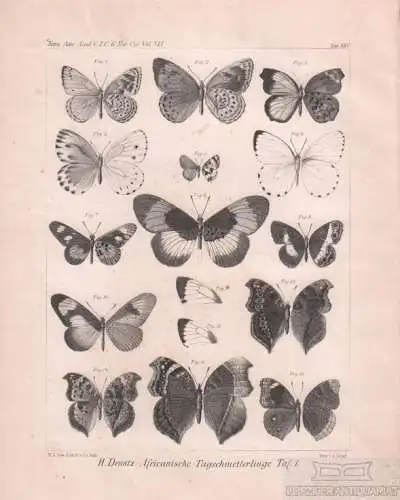 Lithographie: Africanische Tagschmetterlinge Taf. 1, Dewitz, H. Kunstgrafik