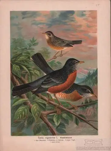 Wanderdrossel, Lithografie, Naumann. Kunstgrafik, 1901, Verlag Fr. Eugen Köhler