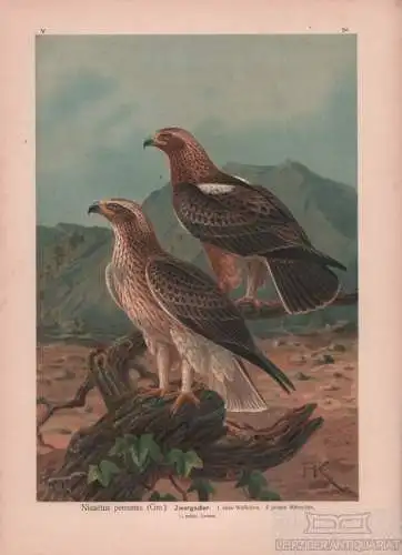 Zwergadler, Lithografie, Naumann. Kunstgrafik, 1901, Verlag Fr. Eugen Köhler