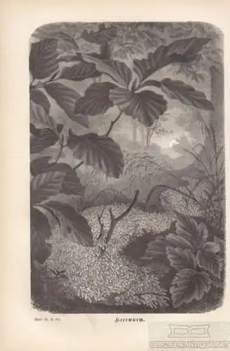 Heerwurm. aus Brehms Thierleben, Holzstich. Kunstgrafik, 1877, gebraucht, gut