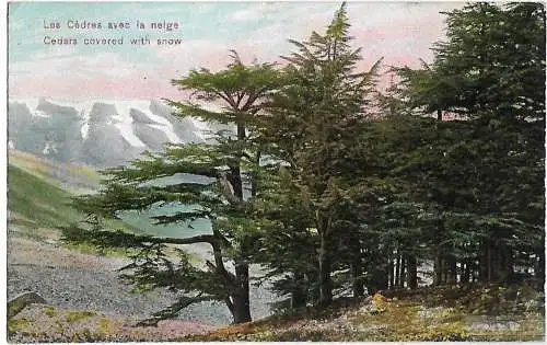 AK Cedars coveres with snow. ca. 1908, Postkarte. Ca. 1908, gebraucht, gut