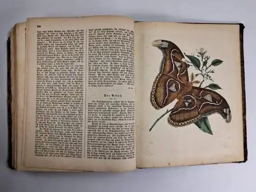 Buch: Das Buch der Welt 1858, Inbegriff des Wissenswürdigsten... Carl Hoffmann