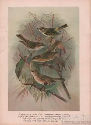 Goldhähnchen-Laubvogel. Gelbbrauiger Laubvogel. Weiden-Laubvogel... Lithografie