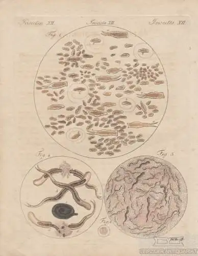 Insecten. Tafel XII. Würmer. Aal, Kupferstich, Bertuch. Kunstgrafik, 1805