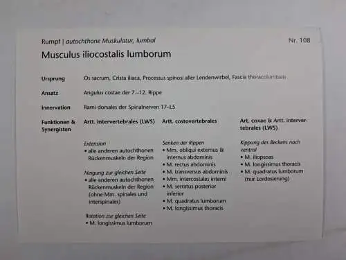 Box: Muskelkarten - Erfassen | Verstehen | Anwenden, Valerius & Kreutzer, KVM