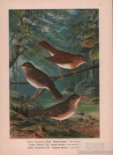 Wilsons Drossel. Einsame Drossel. Swainsons Drossel, Lithografie, Naumann. 1901