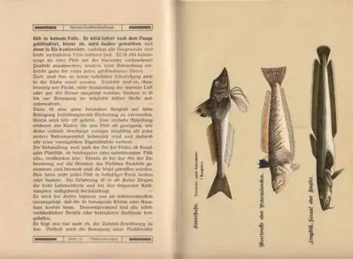 Buch: Spezial-Seefisch-Kochbuch, Braune, Clara / Hollmeyer, H. 1910
