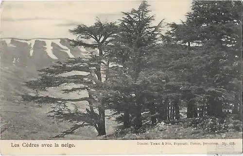 AK Les Cedres avec la neige. ca. 1908, Postkarte. Serien Nr, ca. 1908