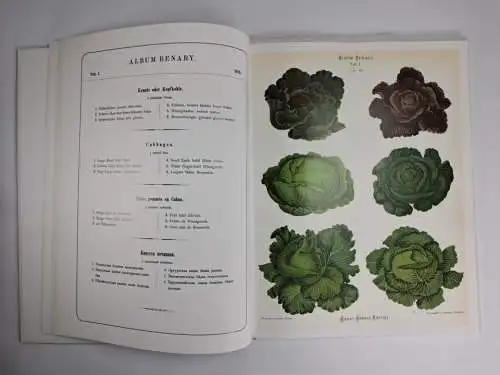 Buch: Album Benary - Alte Gemüsesorten, Jürgen Dahl, 2004, Manuscriptum