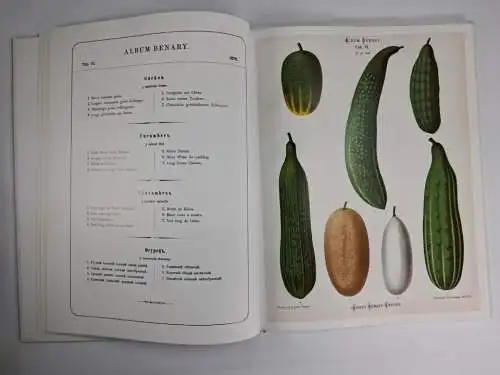 Buch: Album Benary - Alte Gemüsesorten, Jürgen Dahl, 2004, Manuscriptum