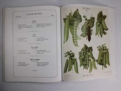 Buch: Album Benary - Alte Gemüsesorten, Jürgen Dahl, 2004, Manuscriptum