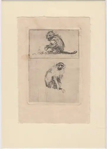 Kaltnadelradierung, Äffchen, Grafik, Tiere, Druckgrafik, Kunstdrucke, Zoologie
