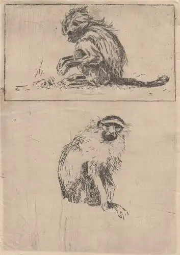 Kaltnadelradierung, Äffchen, Grafik, Tiere, Druckgrafik, Kunstdrucke, Zoologie