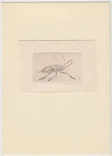 Originalgrafik Radierung: Jürgen Ritter, Kaltnadel, Käfer, Druckgrafik