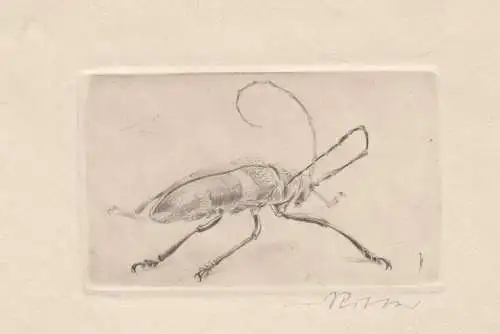 Originalgrafik Radierung: Jürgen Ritter, Kaltnadel, Käfer, Druckgrafik