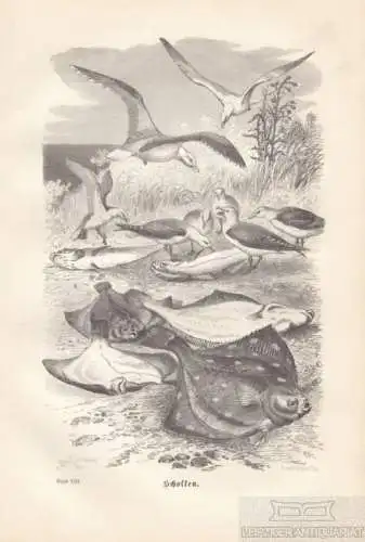 Schollen. aus Brehms Thierleben, Holzstich. Kunstgrafik, 1879, gebraucht, gut