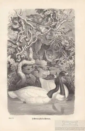 Schwarzhalsschwan. aus Brehms Thierleben, Holzstich. Kunstgrafik, 1879