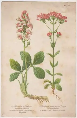 Lithografie: Pflanzen, Bitterklee, Tausendgüldenkraut, Grafik, Tafel XXV, 1950